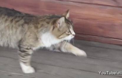 Video: Mačka koja hoda poput konja postala internetski hit! 