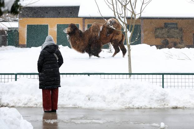 Zagreb: Snježno prijepodne u zoološkom vrtu