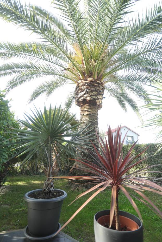 Egzotični vrt Igora Čupića