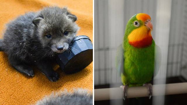 Stigli u ZOO: Papagaj Arnold i lisice izgubile dom u potresu