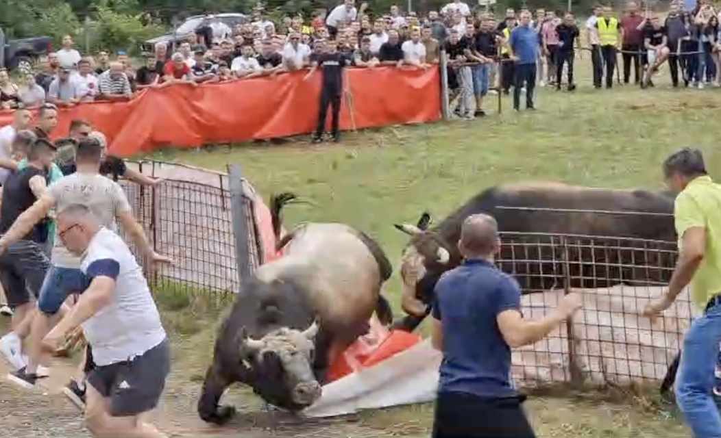 Bik težak 900 kg zabio rogove muškarcu kroz bedro: 'Ovo mu je prvi nastup, bio je nestrpljiv'