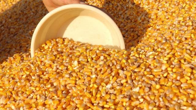 U Rumunjskoj utovarena prva pošiljka ukrajinskog kukuruza