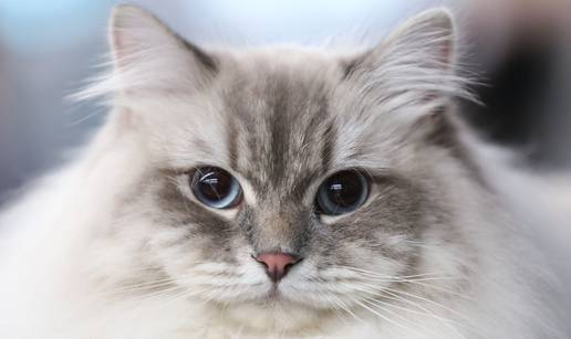 FOTO Otvorena Svjetska izložba mačaka u zagrebačkom Family Mallu! Traje i tijekom nedjelje