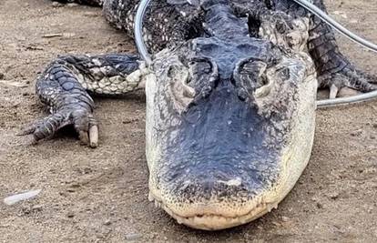 U New Yorku u parku uhvatili aligatora dugog 1,2 metra: Srećom nitko nije ozlijeđen