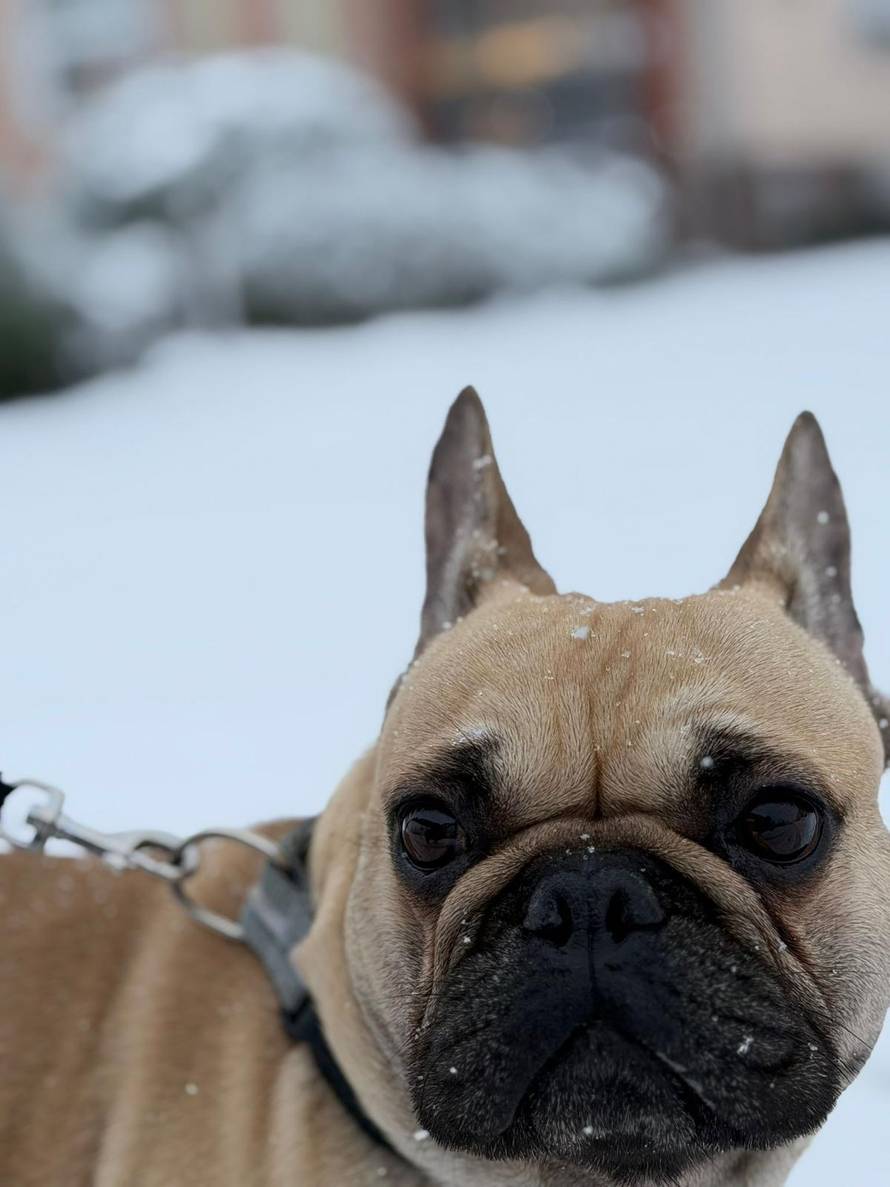 Općinska komunalka sama 'izlopatala' snijeg sa staze: 'Nema nikakve drame u tome'