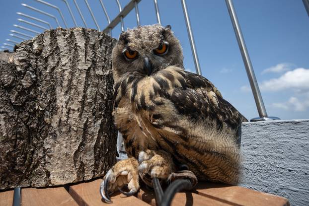 Zagreb: Sova, jastreb i suri orao dočekali su građane na Sljemenu 