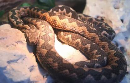Kako se hrane najopasnije i najotrovnije zmije na svijetu