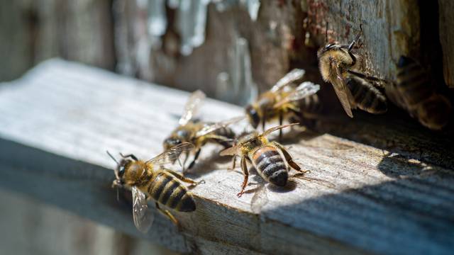 Za bolje oprašivanje, robotske pčele će stimulirati matice da polažu jaja u pravo vrijeme