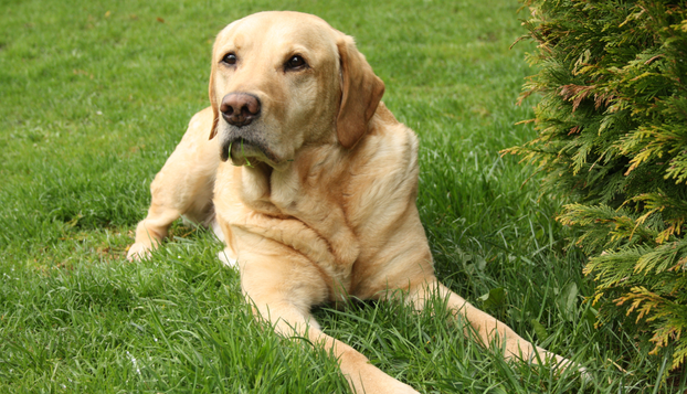 FOTO Psi koji obožavaju vodu!