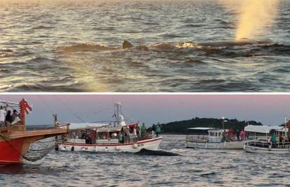 Moby Dick u Jadranu: "Klonite se kitova, sami će pronaći put"