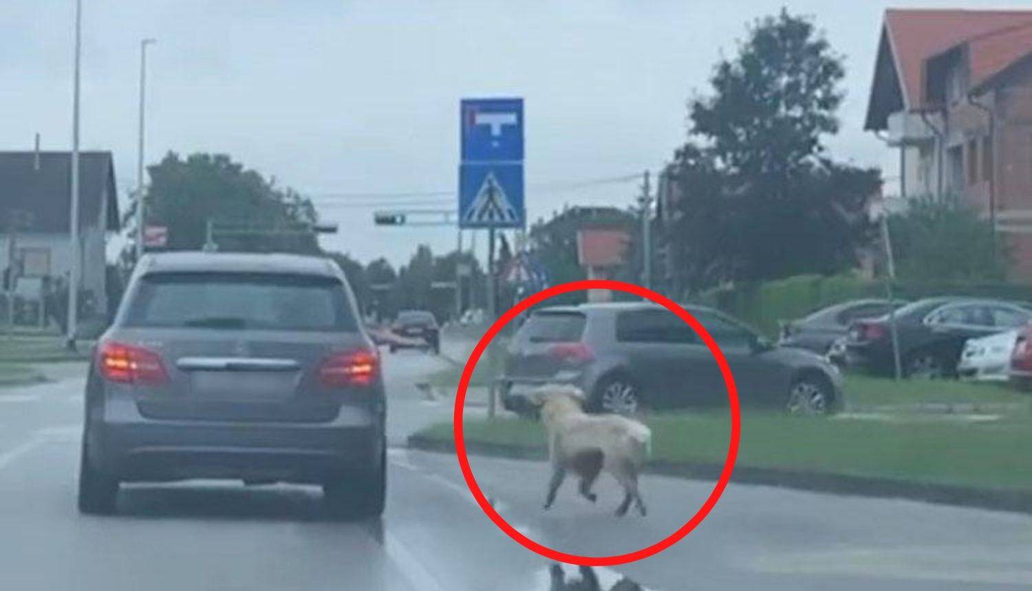 U Gorici su 'šetali' psa - iz auta, a policija kaže: Nije to mučenje