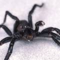 U otrovu smrtonosnog pauka krije se spas za milijune života