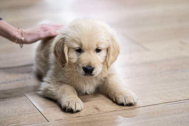 24SATA Paw Yoga, inovativni koncept joge koji je stigao u Hrvatsku