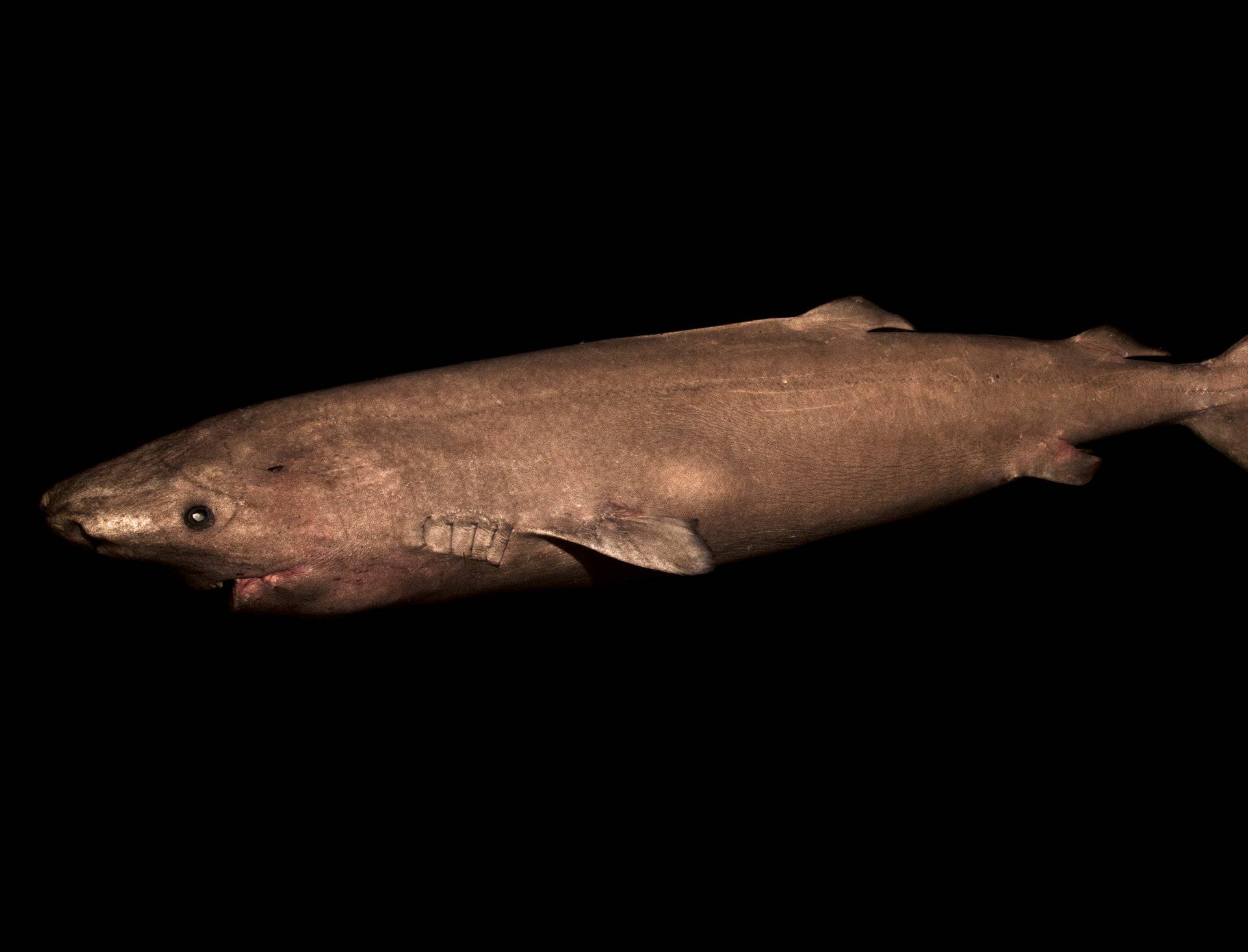A two-meter-long Greenland shark female is seen in the waters off southwestern Greenland