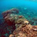 Ogromna prijetnja za koraljne grebene: Preplavila ih plastika