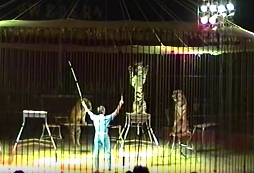 Vježbao točku s tigrovima, oni ga rastrgali: 'Ipak su oni divlji'