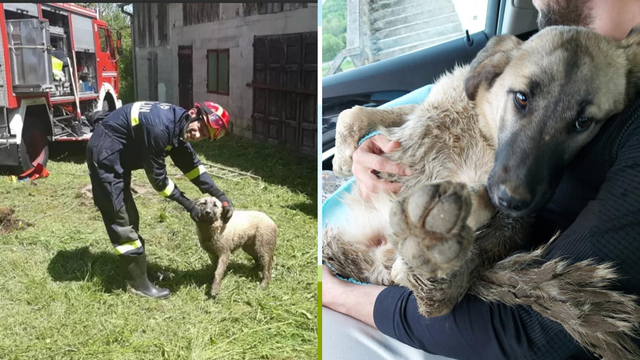 Psa pronašli u septičkoj  jami, spasili  ga vatrogasci: 'Čuli smo cviljenje, lavež i zapomaganje'