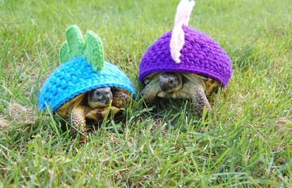 Nova odjeća i za kornjače: Može biti morski pas, bundeva, cvjetić...