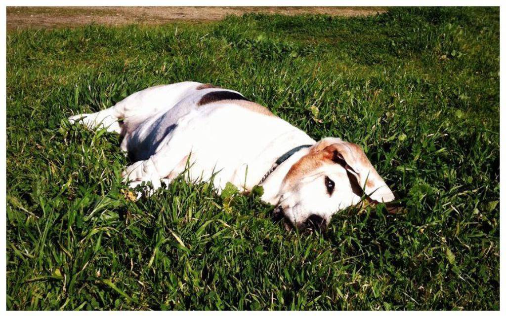 Facebook/George, the Very Tired Basset Hound