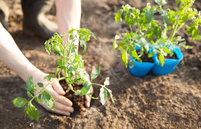 Zasučite rukave! Evo koje biljke u vrt treba posaditi baš sada