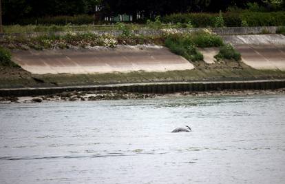 Kit beluga zalutao u Seineu