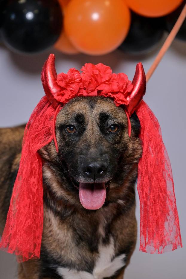 Sklonište u Dumovcu poziva na posebno jesensko udomljavanje pasa i mačaka