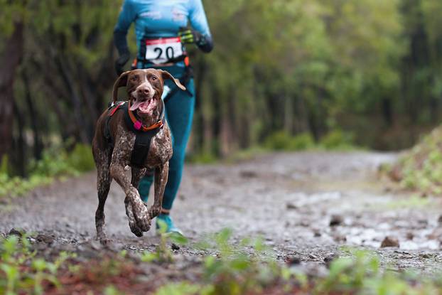 Dog,And,Its,Owner,Taking,Part,In,A,Popular,Canicross