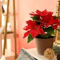 Vodič za božićnu zvijezdu: Kako odabrati zdravu biljku i brinuti se o njoj na pravilan način