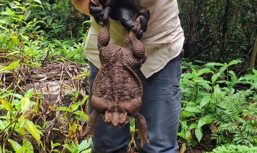 Godzilla? Ne, ovo je Toadzilla! U Australiji pronašli ogromnu žabu krastaču, ima skoro 3 kile