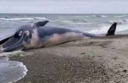 Pronašli leš nasukanog kita: 'Nemojte mu  se približavati'