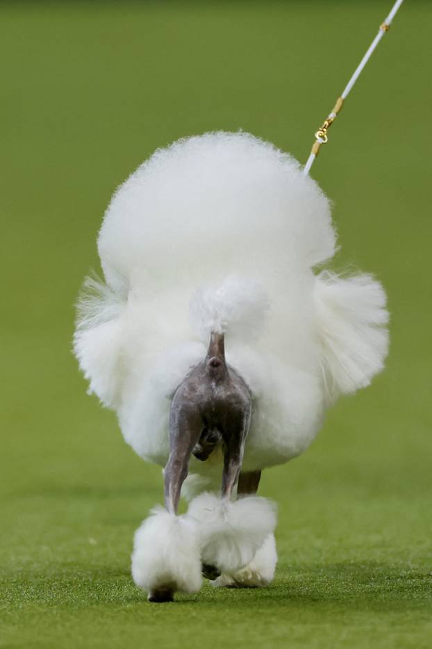 150th Annual Westminster Kennel Club Dog Show in New York City