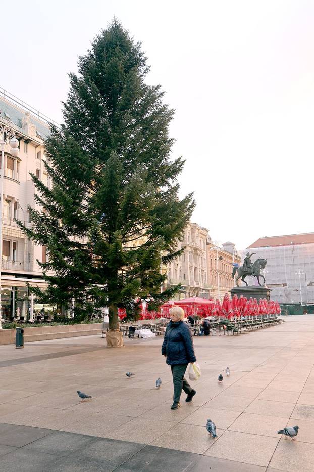 Zagreb: Na Trgu bana Jelačića postavljen bor