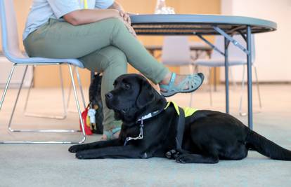 Preslatki labradori postat će psi pomagači u čak šest ustanova
