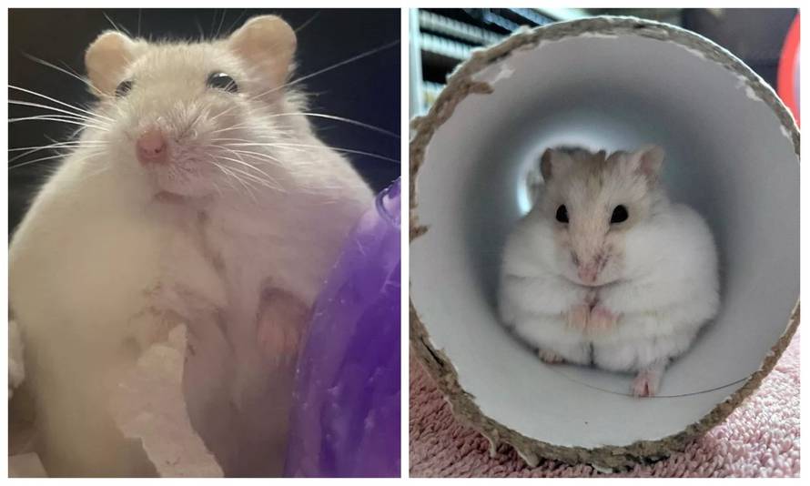 Debeli hrčak šokirao azil: 'Težio je dvostruko više od ideala, bio je na strogom režimu prehrane'