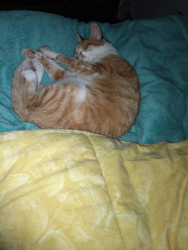 SUPER FOTKE vaših ljubimaca! Neki bi mogli biti viralni hit, ali svi su jednostavno neodoljivi