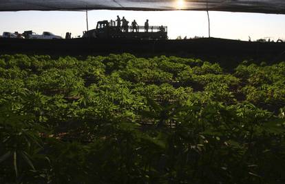 Na brodu u Argentini zaplijenili najmanje četiri tone marihuane 