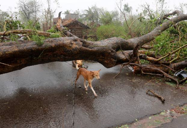 Dog walks under an uprooted tree following Cyclone Fani in Khordha district