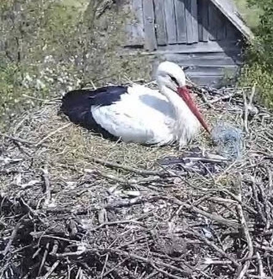 FOTO Mara i Niko vratili su se u Čigoč, gnijezdo je sada živnulo!