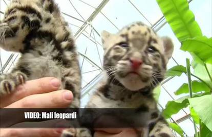 Zbog ove dvije slatke mace ćete poželjeti kupiti leoparda
