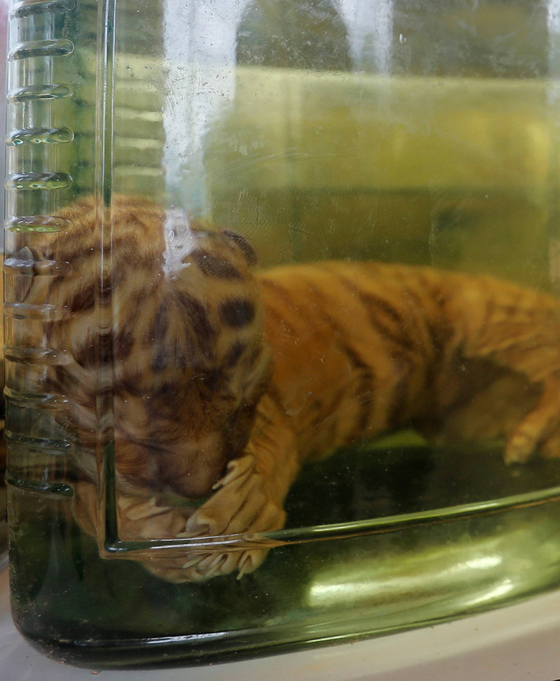 Tiger cub carcasses are seen in jars containing liquid as officials continue moving live tigers from the controversial Tiger Temple