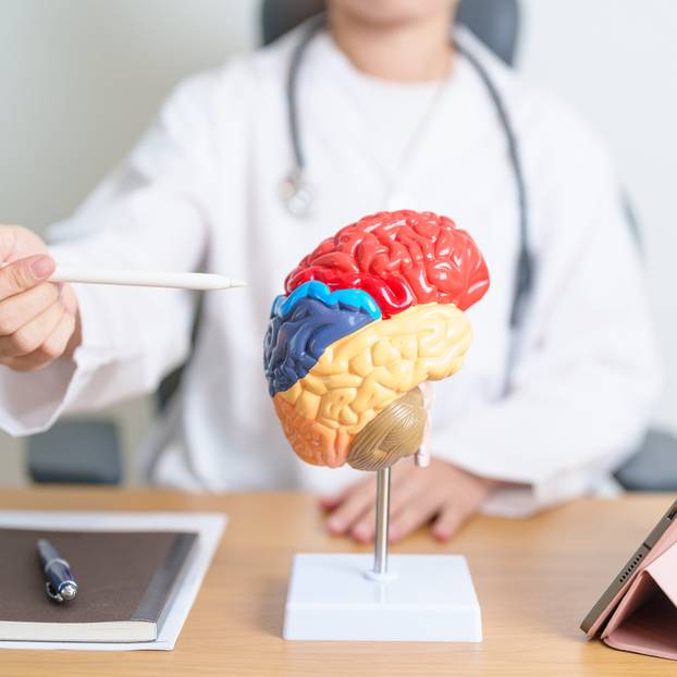 doctor with human Brain anatomy model and tablet. World Brain Tu