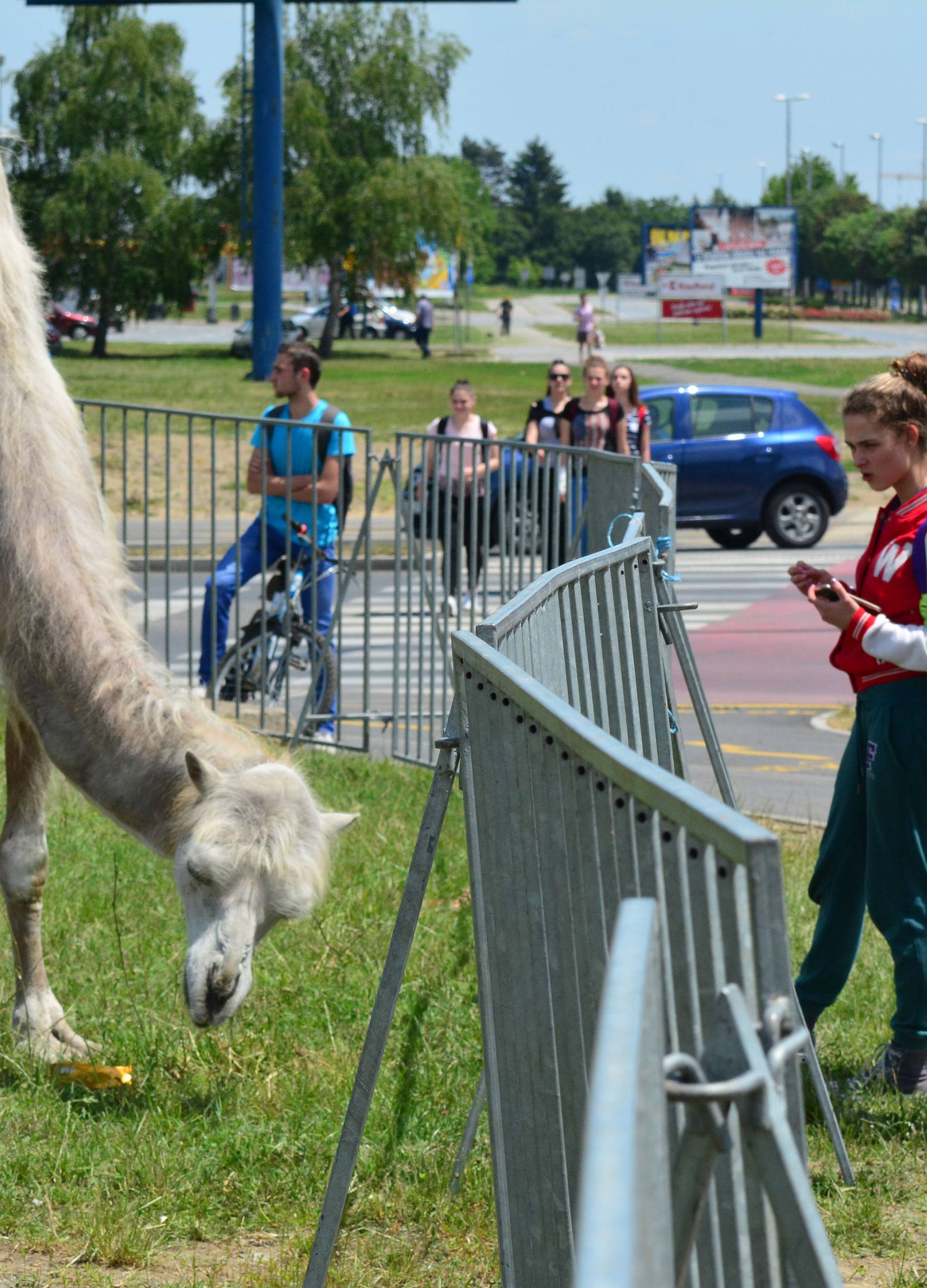 Cirkus u gradu: Prosvjedovali su zbog ugroženih prava deva