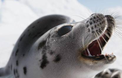 Kanadske vlasti odobrile krvožedni lov na tuljane