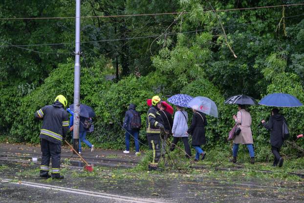 Zagreb: Palo stablo na Maksimirskoj, blokiran promet, vatrogasci na terenu