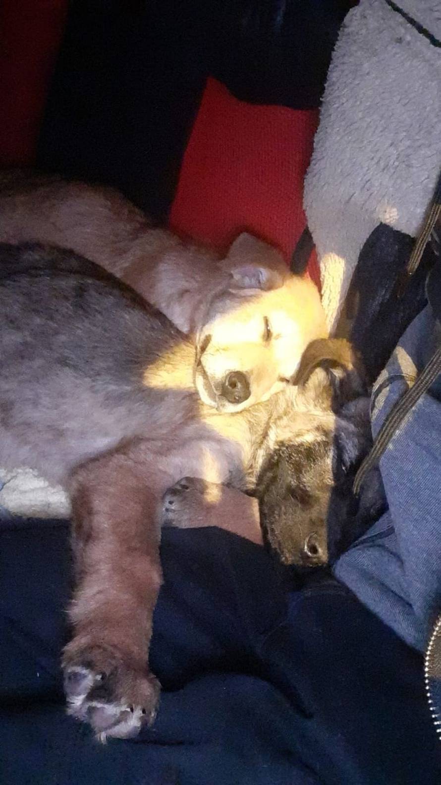 I ljubimci stradali u potresu sada trebaju krov nad glavom