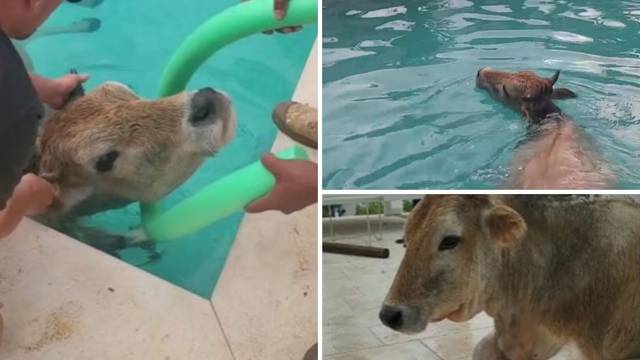 VIDEO Krava na Braču upala u bazen: 'Napala je i vlasnika, pa su oboje otišli svojim putem'