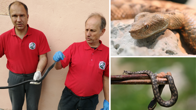 Zmijolovac Vlado objasnio što treba raditi ako vas zmija ugrize i kad je vidite vani i u kući