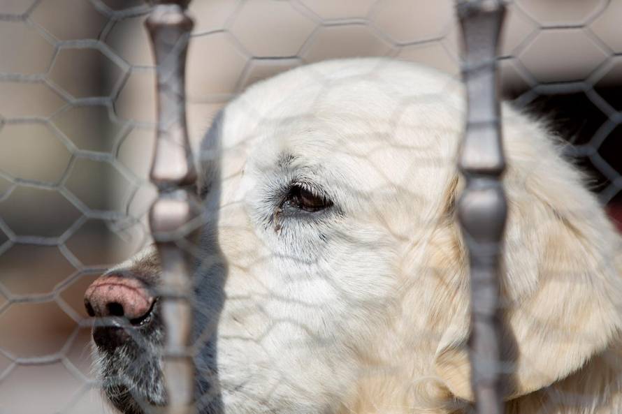 Tužni Rudijev pogled: Inače laje cijelu noć, od sinoć kad je umro Bandić, pas cijelo vrijeme šuti