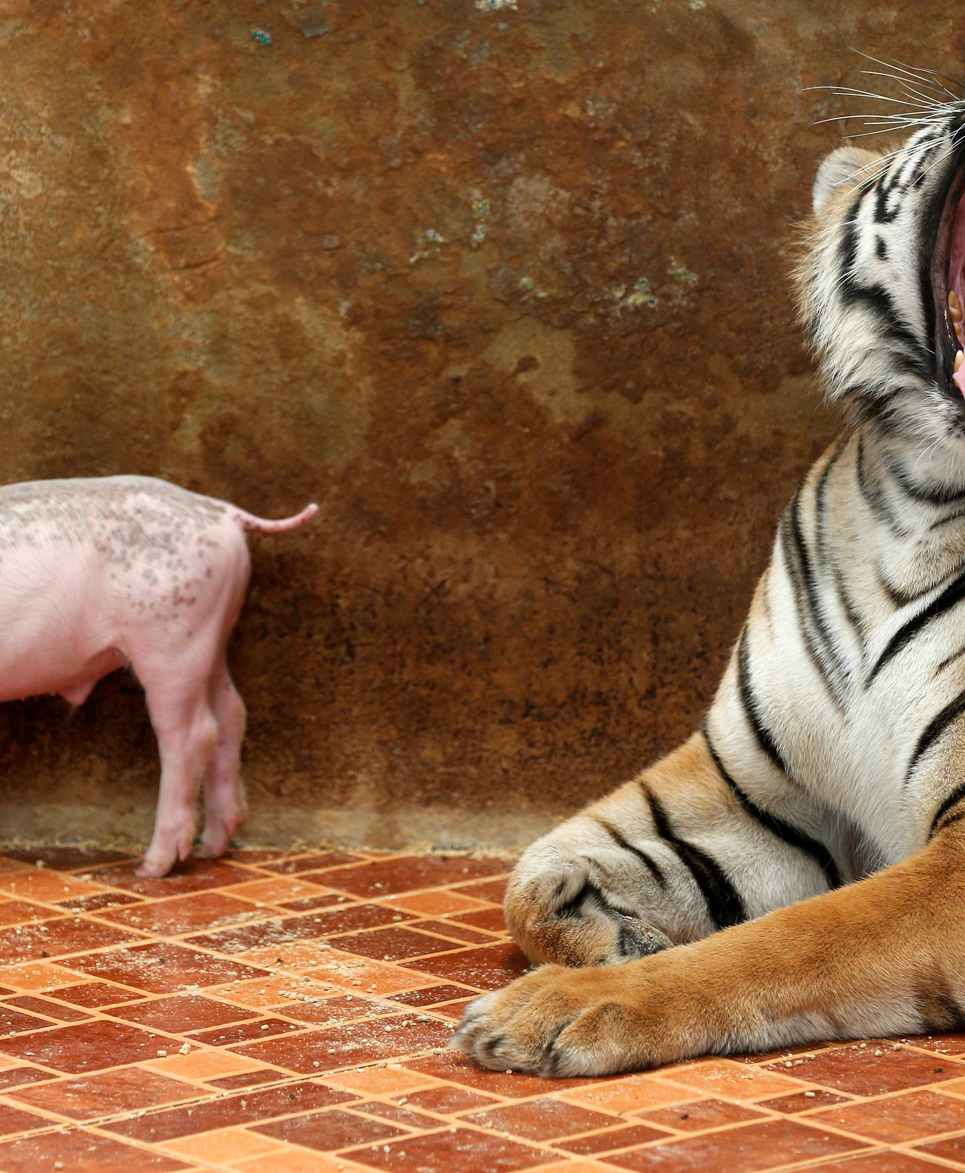 A tiger yawns next to a piglet at the Sriracha Tiger Zoo, in Chonburi province, Thailand