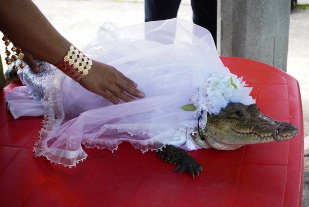 In age-old ritual, Mexican mayor weds alligator to secure abundance